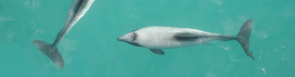 Akaroa Dolphins Harbour Nature Cruises
